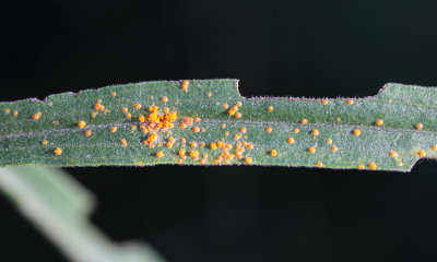 Goldenrod Rust (Coleosporium asterum)