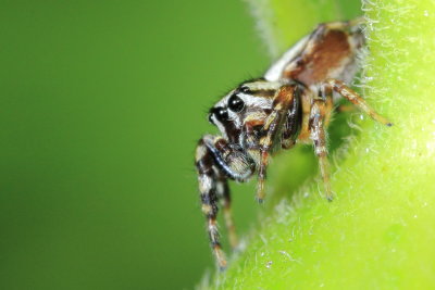Family Salticidae - Jumping Spiders