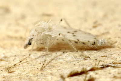 Chaoborus (Sayomyia) albatus