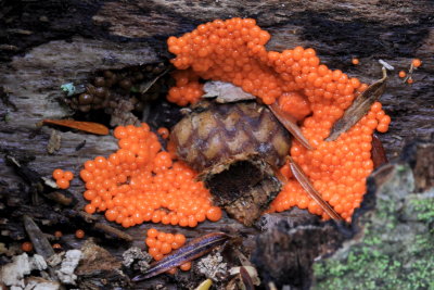 Trichia decipiens