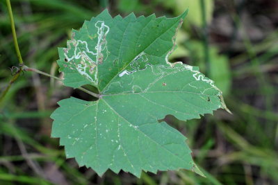 Hodges#0854 Phyllocnistis vitifoliella