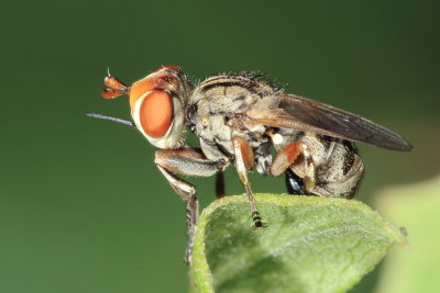 Thick-headed Fly (Zodion sp.), family Conopidae