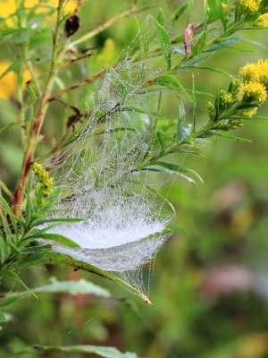 Sheet web
