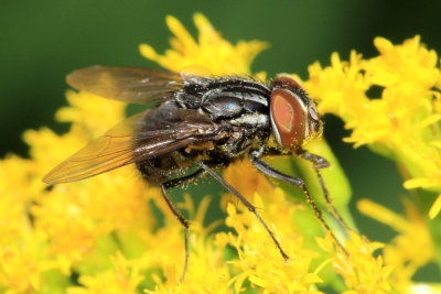 Family Muscidae - House Flies & Kin