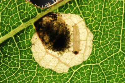Hodges#0240.1 Aspilanta oinophylla