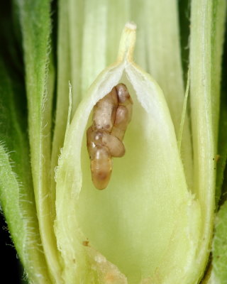 Platygaster variabilis