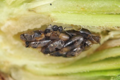 Platygaster variabilis