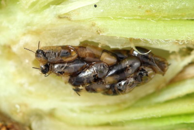 Platygaster variabilis