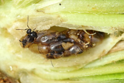 Platygaster variabilis