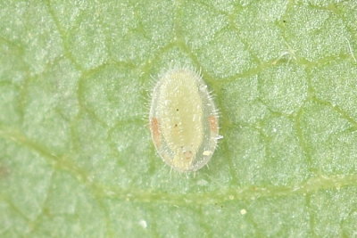 Trialeurodes sp.