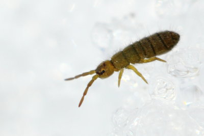 Isotoma viridis