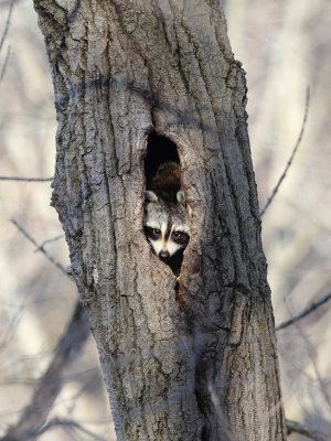 Raccoon (Procyon lotor) 