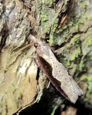 Diamondback Epinotia, Hodges#3351 Epinotia lindana