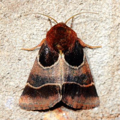 Arcigera Flower Moth, Hodges#11128 Schinia arcigera