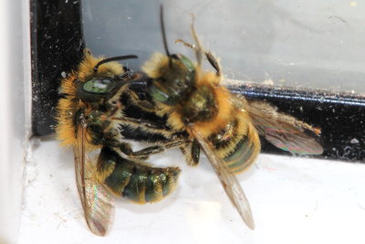 Mason Bees (Osmia caerulescens)