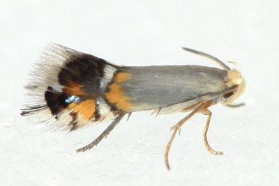 Family Heliozelidae - Shield Bearer Moths