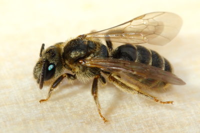 Halictus (Seladonia) confusus