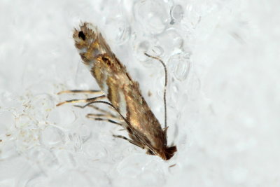 Hodges#0790 Macrosaccus robiniella