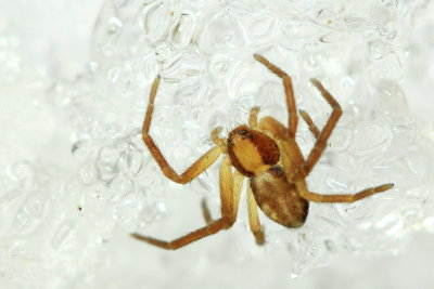 Philodromus cf. rufus