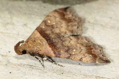 Ambiguous Moth, Hodges#8390 Lascoria ambigualis