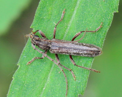 Anelaphus villosus (Cerambycinae)