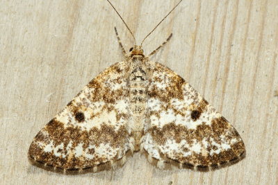 Powder Moth, Hodges#6638 Eufidonia notataria