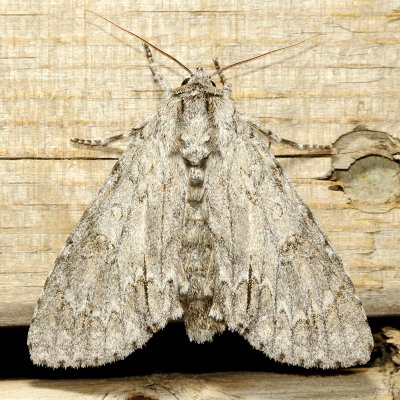 American Dagger Moth, Hodges#9200 Acronicta americana