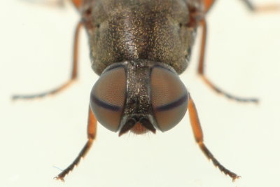 Window Fly, Scenopinus fenestralis