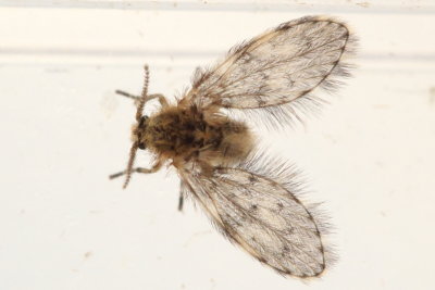 Moth Fly (Paramormia sp.), family Psychodidae