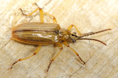 Neohaemonia sp.