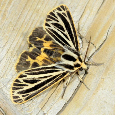 Little Virgin Tiger Moth, Hodges#8175 Apaptesis virguncula