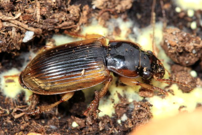 Anisodactylus discoideus