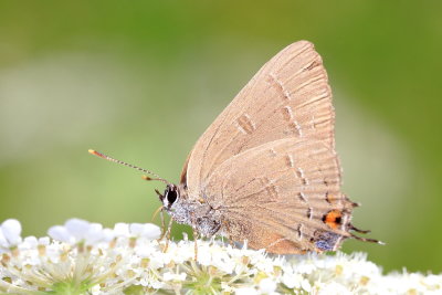 Banded Hairstreak (Satyrium calanus)