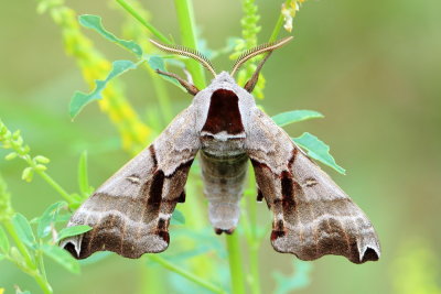 Family Sphingidae - Hawk Moths