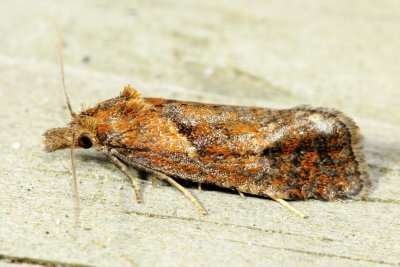 Hodges#3822 Phtheochroa riscana