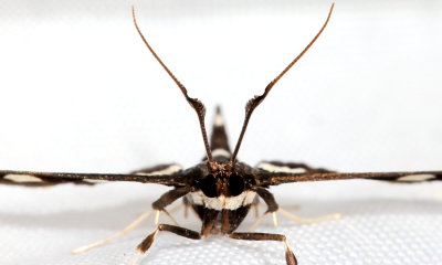 Family Crambidae - Crambid Snout Moths