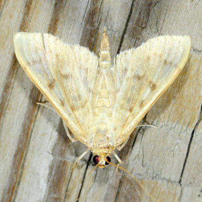 Herpetogramma cf. bipunctalis