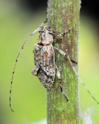 Sternidius alpha (Lamiinae)