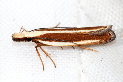 Juniper Webber, Hodges#2282 Dichomeris marginella