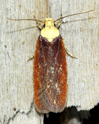 Purple Carrot-seed Moth, Hodges#0924.1 Depressaria depressana, family Depressariidae