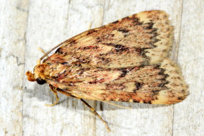 Grease Moth, Hodges#5518 Aglossa cuprina