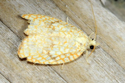 Maple Leaftier, Hodges#3501 Acleris forsskaleana