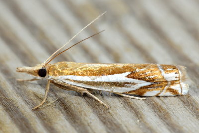 Forked Grass-veneer, H#5342 Crambus bidens