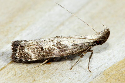 Hodges#2310 Dichomeris inversella?