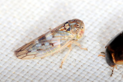 Idiocerus albolinea (Eurymelinae)
