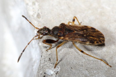 Family Rhyparochromidae - Dirt-colored Seed Bugs