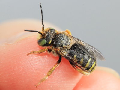 Oblong Wool-carder Bee (Anthidium oblongatum)