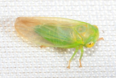 Penestragania apicalis (Iassinae)