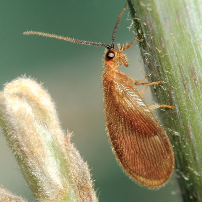 Spongillafly (Sisyra vicaria)