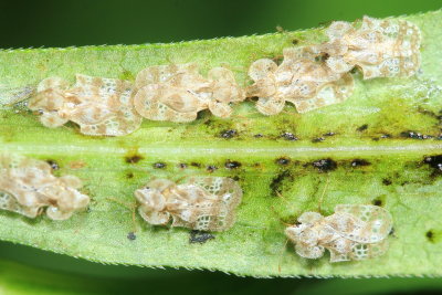 Chrysanthemum Lace Bugs (Corythucha marmorata)